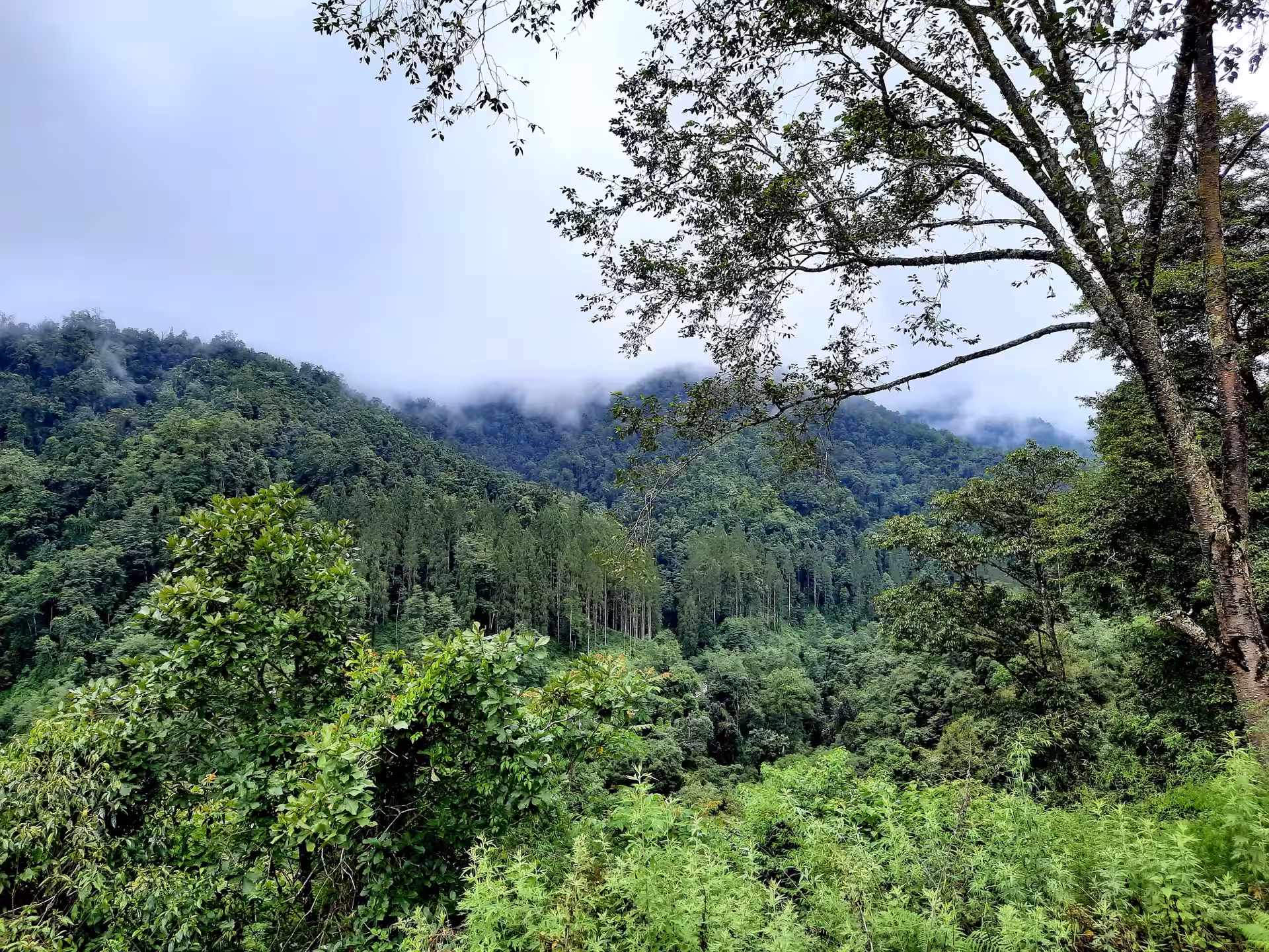 Bhutan Photo Forest Shot Wide