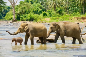Lanka Elephants On The Move