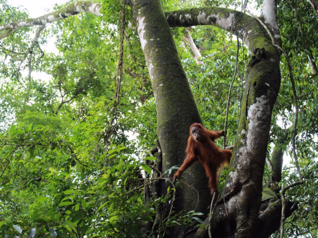 Sumatra Orangutan Original