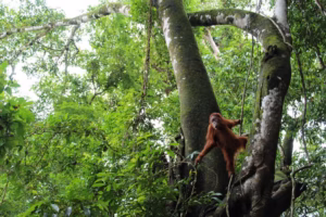Sumatra Orangutan Wide Shot 1