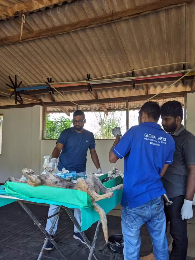 Spaying March 26 8.jpeg